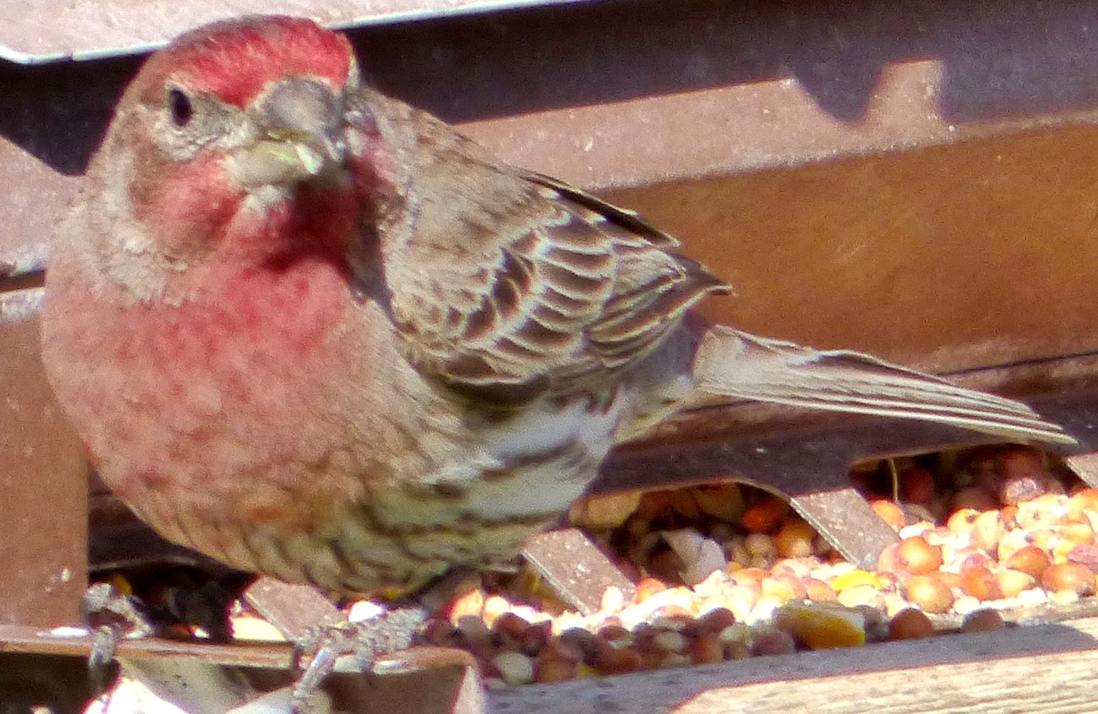 Crossbill